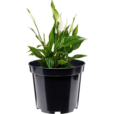Garronda Pots Horticulture Ronds Pots pour Culture de Plants de Plantes et Fleurs GD-0025 (Noir, ⌀ 31cm H 25,5cm)