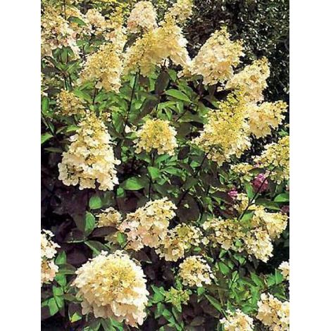Hortensia paniculé 'Unique' Godet de 8/9 cm