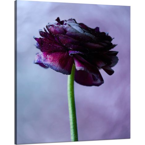 Stampa su tela Botanica Fiore viola 80x100