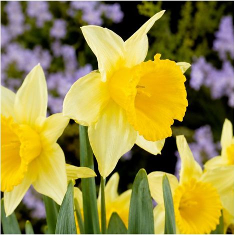 Narcisse Magnet Sgaravatti 5 bulbes blancs à trompette jaune, floraison contrastée pour massifs et bouquets - 617251 (1/3)