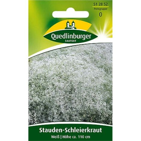 Quedlinburger Stauden-Schleierkraut Weiß - Blumensamen (1/2)