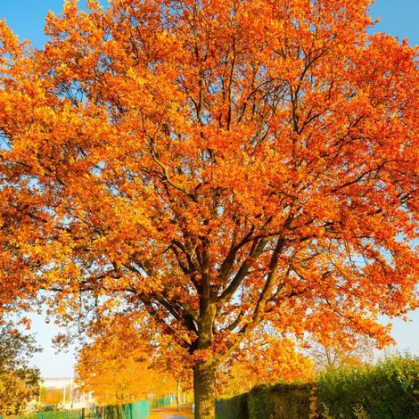 Pépinières Naudet – Chêne rouge d'Amérique (Quercus rubra) – Godet 13/25cm – Feuillage rouge éclatant en automne – Croissance rapide et robuste