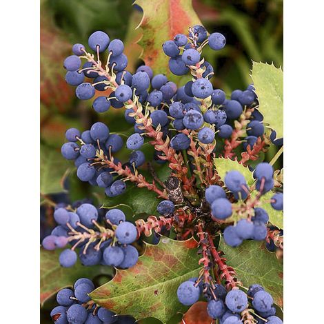 Mahonie à feuilles de houx 'Pinnacle' Pot de 4L/5L