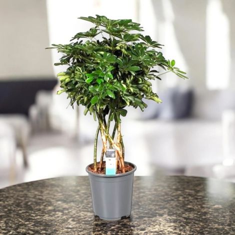 Gardenaria Schefflera arboricola 'Compacta' - Pianta da interno ornamentale - Altezza: 160 cm (vaso 30)