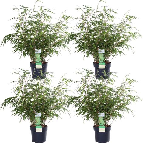 Lot de 4 Bambous Fargesia rufa Non Traçants - Brise-vue Haie et Balcon - H60 cm - PANGIVO (1/5)