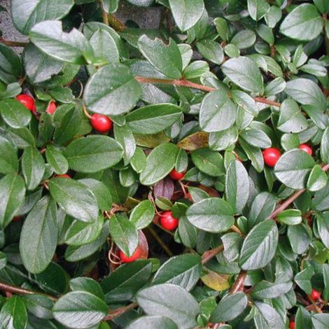 Cotonéaster de Dammer - Cotoneaster dammeri  - 20-30 cm pot
