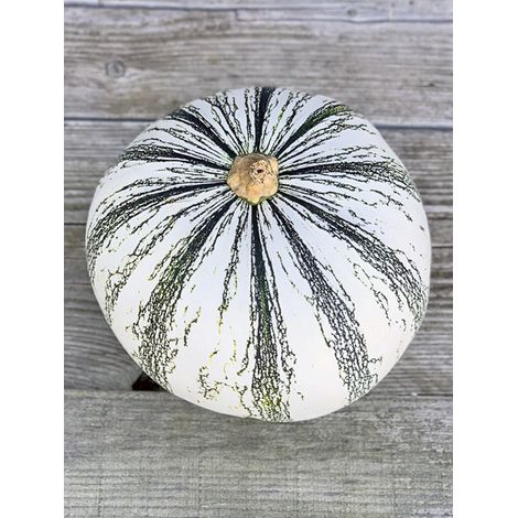 Courge du Mexique 'Pepita Squash' le sachet de 20 graines (6g) (1/2)