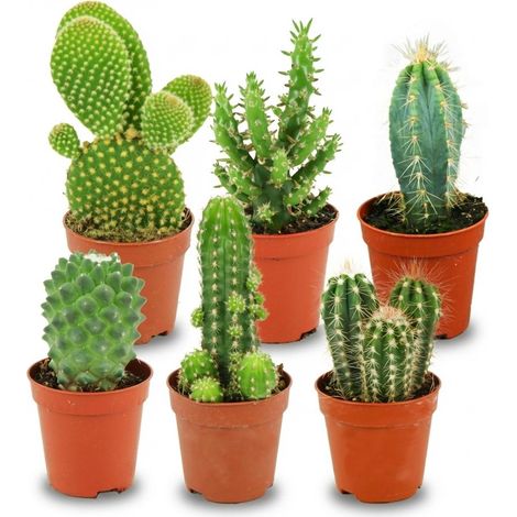 Lot de 6 Mini Cactus Plantes d'Intérieur Faciles d'Entretien Ø 5,5 cm H 5-10 cm - PANGIVO (1/4)
