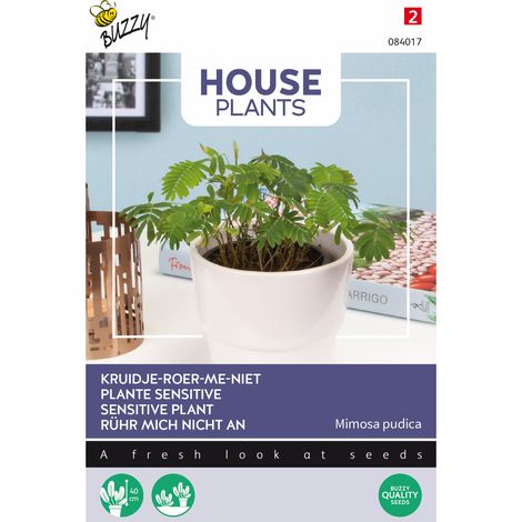 Buzzy House plants Mimosa pudica Semences - Ca. 0,2 gr (Livraison (1/2)