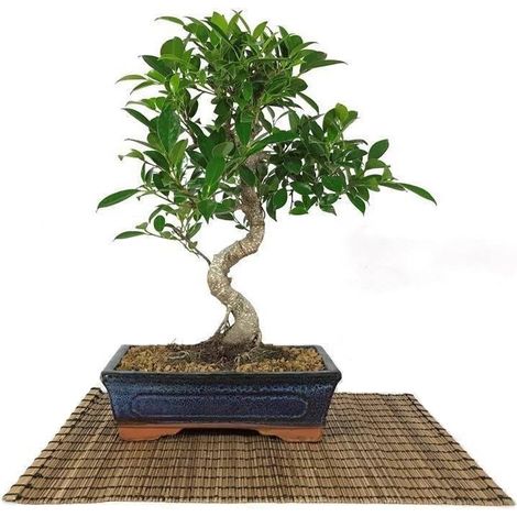 Bonsai di Ficus Retusa vaso cm. 25 (1/3)