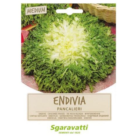 SEMI PER ORTAGGI E VEGETALI endivia riccia Pancalieri