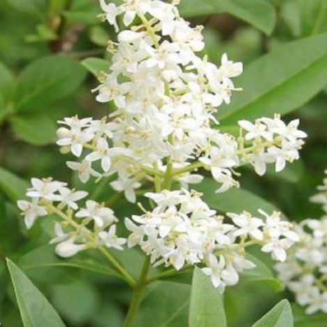 Ligustrum japonicum - ligustro giapponese - alveolo forestale (1/2)