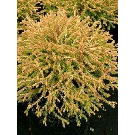 Thuya du Canada 'Golden Tuffet' Godet de 8/9 cm