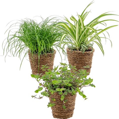 Bloomique - Lot de 3 - Mélange sans danger pour les animaux avec panier en jonc de mer - 15-25 cm