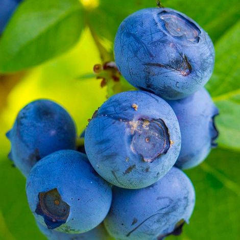 Pépinières Naudet – Myrtillier 'Blue Crop' – Vaccinium corymbosum – Fruits bleu foncé parfumés – Rusticité jusqu'à -15°C – Floraison blanche au printemps (1/3)