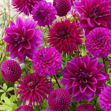 Dahlias - Mélange violet - Bulbes à fleurs - 5 pièces - Violet - Bulbes à fleurs - Tubercules pour le jardin (1/5)