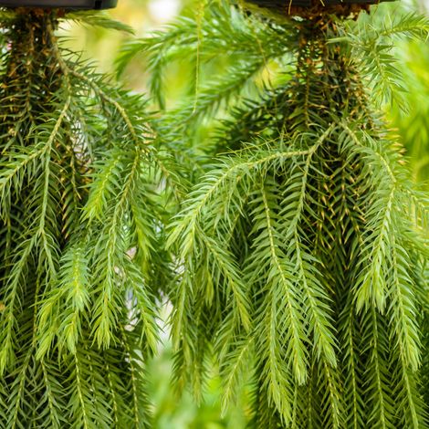 Cryptoméria du Japon Kyara Gold - Cryptomeria japonica Kyara Gold 30/40cm Pot 2,5L (1/5)