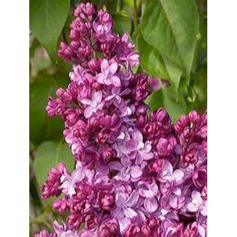 Lilas commun 'Prince Wolkonsky' Pot de 3L/4L (1/2)