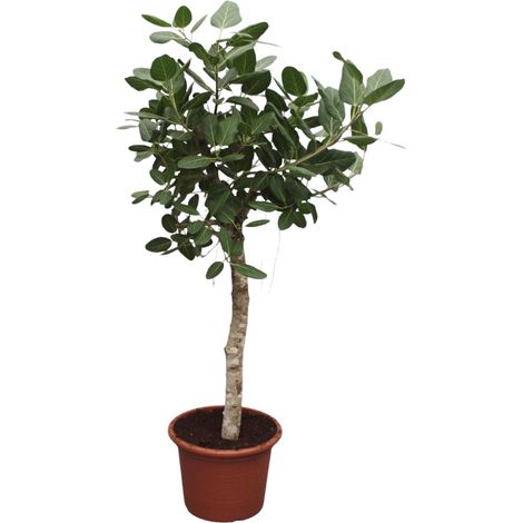 Ficus Benghalensis - Plante Verte d'Intérieur Ramifiée - Vert Foncé - H 200 cm Pot ø50 cm - PANGIVO (1/4)