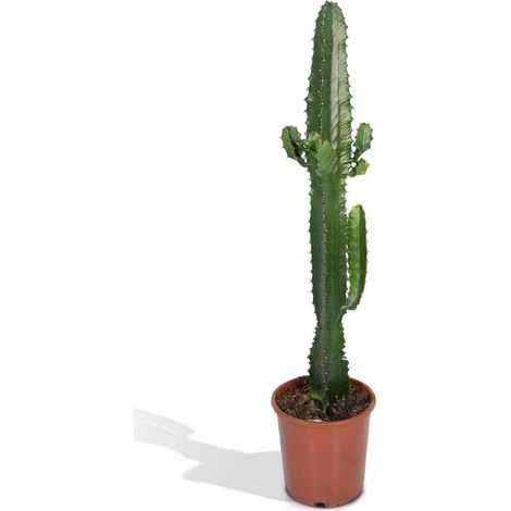 Euphorbia Acrurensis Cactus Épineux Plante d’Intérieur Soleil Direct Pot Ø17 cm Hauteur 50 cm - PANGIVO (1/5)