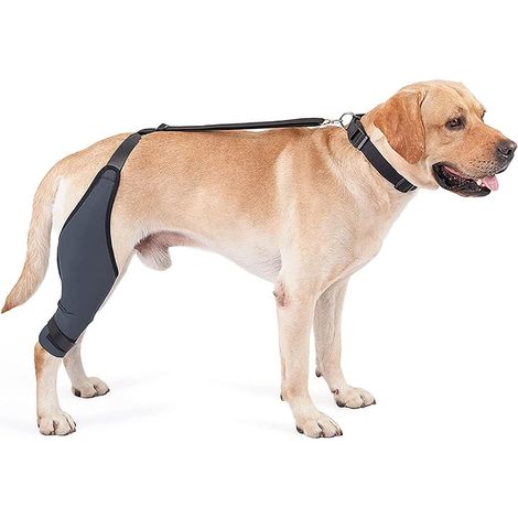 Genouillère pour Chien, Support D'immobilisation du Genou pour Chien avec Bandes Métalliques pour Aider Le Chien À Garder L'articulation Stable, Étouffoir Canin en Néoprène(M) (1/5)