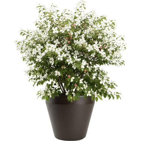 Vaso da giardino Purea color moka, altezza 41,2 x 46,4 cm