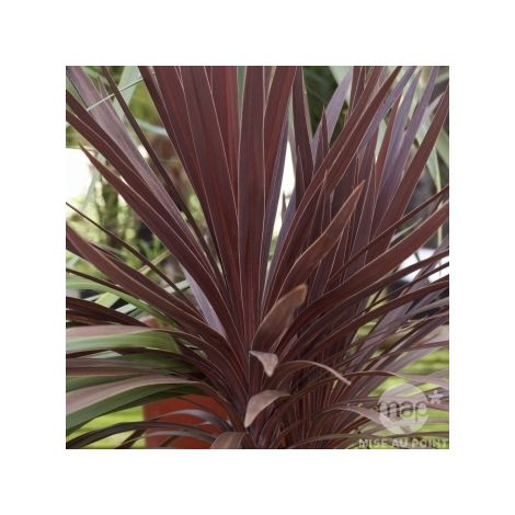 Vivaio Garden Forest – Dracena Red Star – Plante vivace fleurie – Feuillage rouge pour jardin ensoleillé – Pot de 22cm (1/2)
