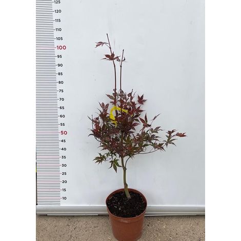 PIANTA DI ACER PALMATUM  IN VASO 22 CM  (foto reali)