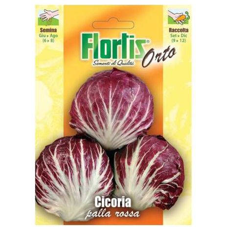 Cicoria Palla Rossa Precoce