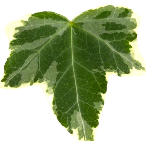 Gardenaria Edera - Hedera helix 'Eva' - Pianta da interno ornamentale - Altezza: 50 cm (vaso 19) (1/5)