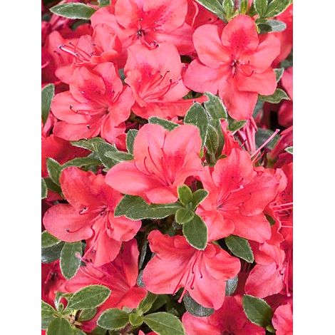 Azalée japonaise 'Moederdag' Godet de 8/9 cm (1/2)