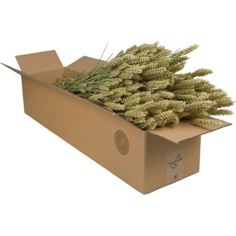 Fleurs Séchées de Blé Naturel Triticum - Lot de 4 Bottes pour Décoration - Hauteur 60 cm - PANGIVO