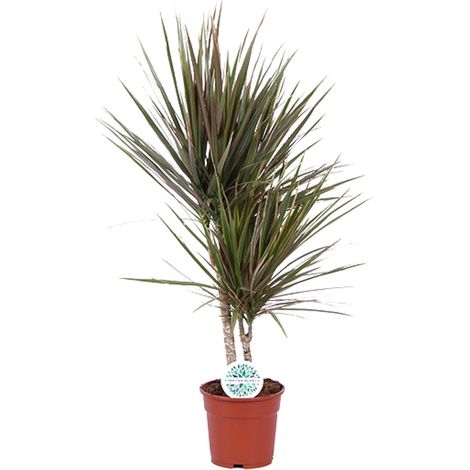 Dracaena Bicolor - Arbre-dragon - Plante d'intérieur Purificatrice d'air - Ø17 cm - 75 cm - PANGIVO (1/4)