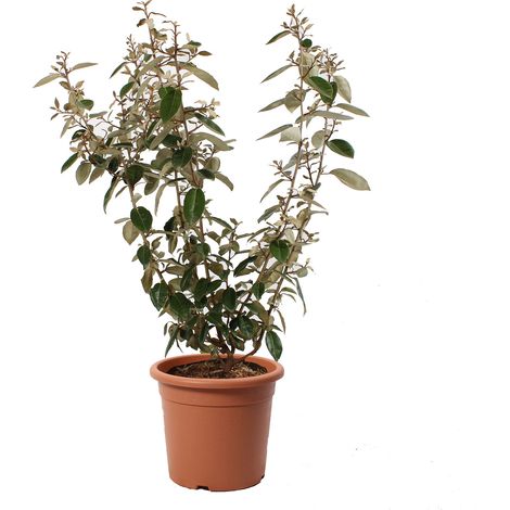 Eleagnus Ebbingei - Piante da Esterno Vere Sempreverdi - H 60-80 cm Vaso Ø 20 cm (1/2)