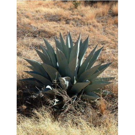 Agave havardiana Pot de 7,5L/10L