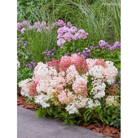 Hortensia paniculé 'Groundbreaker Blush' Pot de 1L/1,5L (1/2)