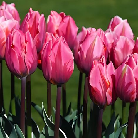 bulbi di TULIPANI PRETTY PRINCESS 11/12