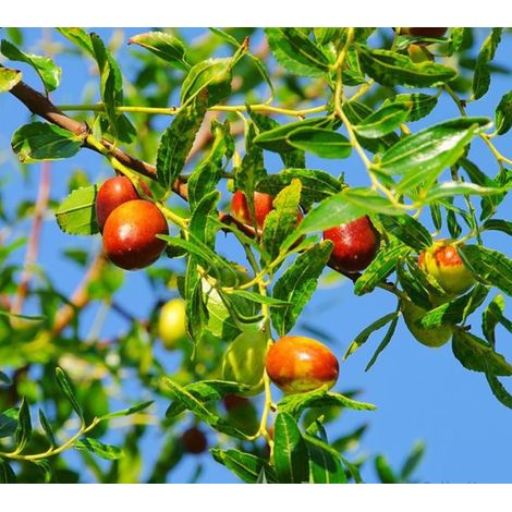 Giuggiolo "Ziziphus jujuba" pianta da frutta in mastello ø40 h 170/200 cm (1/5)