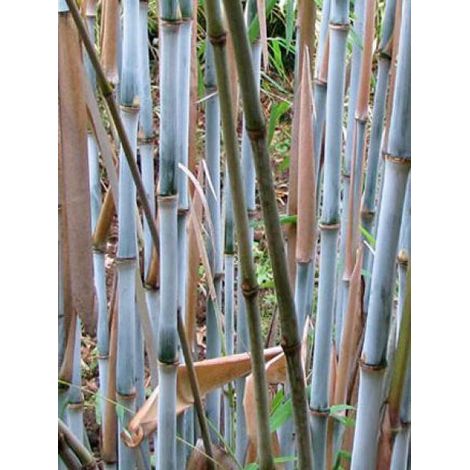 Fargesia dracocephala 'Blue Dragon' Pot de 12L/15L (1/2)