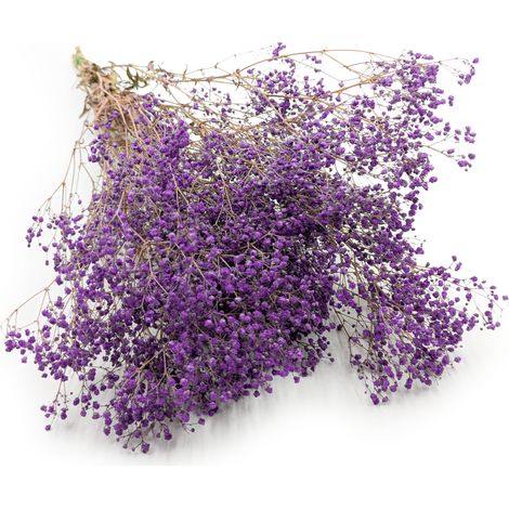 Stabilisiertes Schleierkraut – Pastellviolett (1/5)