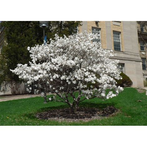 Magnolia giapponese "Magnolia Stellata" pianta in vaso  Ă¸24 cm h. 70/100 cm (1/4)