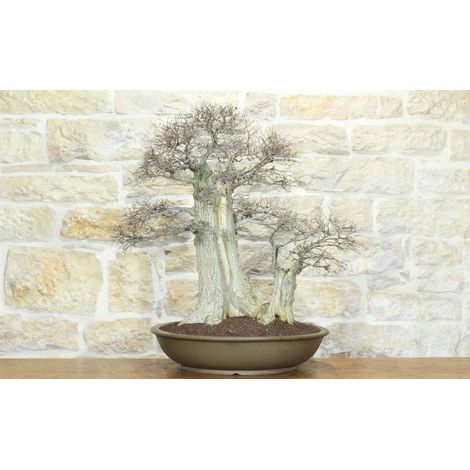 Bonsai di Olmo Campestre (63) (1/5)