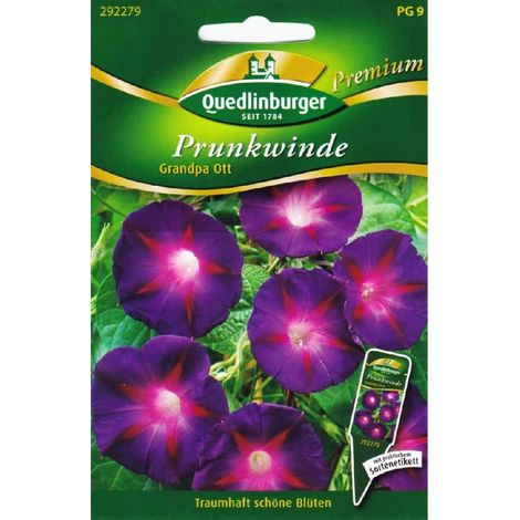 Quedlinburger Prunkwinde Grandpa Ott - Blumensamen (1/2)