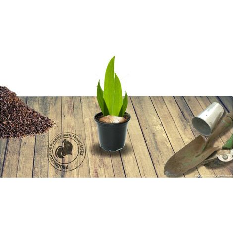 Iris des jardins Son of Star/Godet - 5/20 cm