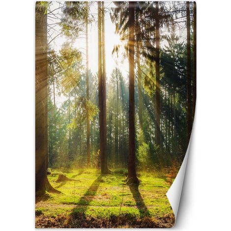 Fototapete Morgensonne im Wald 100x140 cm