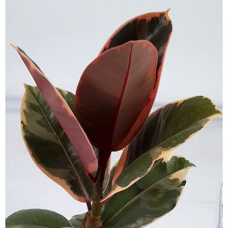 1 PIANTA FICUS SHIVERIANA IN VASO DA 12CM, PIANTE DA INTERNO