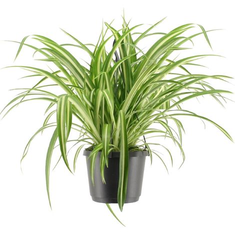 Plante Araignée Chlorophytum Comosum Variegatum Panachée Dépolluante Intérieur Ø17cm H30cm - PANGIVO (1/4)