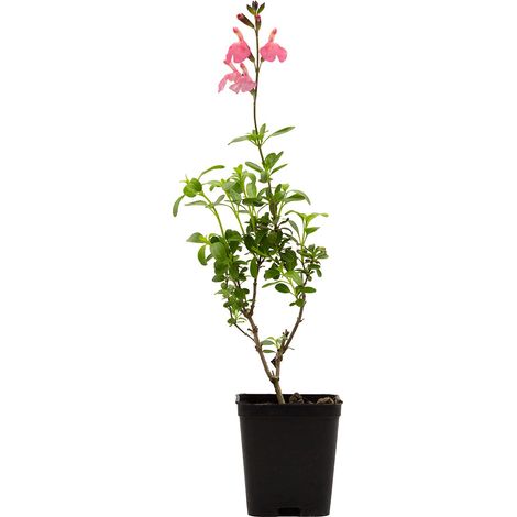 Salvia greggii (fiore rosa) - salvia di Gregg - vaso quadro 7x7x8 cm (1/2)