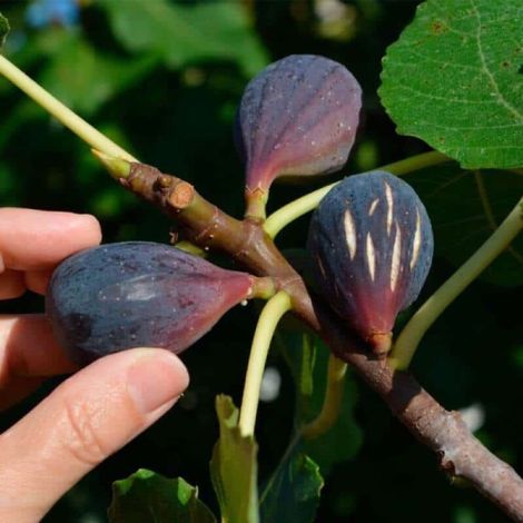 Pépinières Naudet – Figuier 'Noir de Caromb' – Figues violettes sucrées – Feuillage large et ornemental – Résistant à la sécheresse et sols pauvres (1/2)