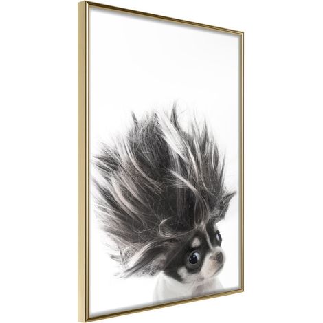 Affiche Murale Encadrée "Funny Chihuahua" 30 x 42 cm Or